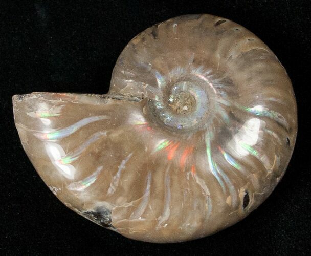 Flashy Red Iridescent Ammonite - Wide #16701